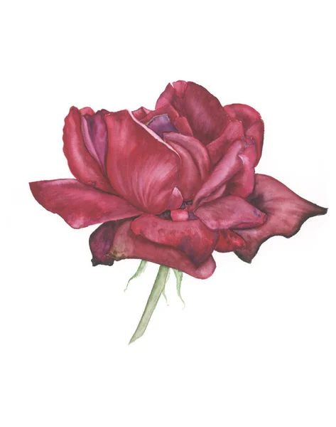 Ciemny Czerwony Róża Akwarela Malarstwo — Zdjęcie stockowe