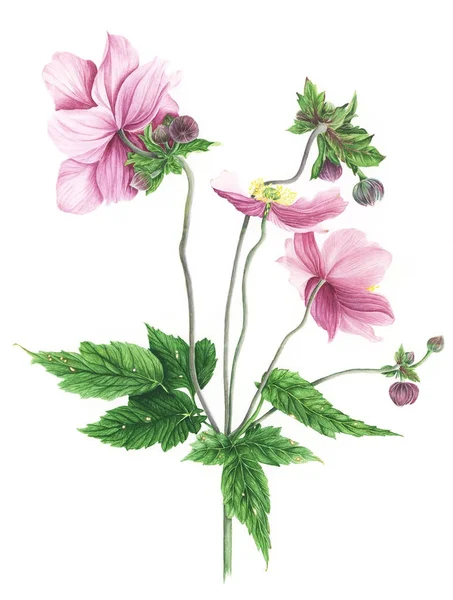 Japanische Anemone Aquarellmalerei — Stockfoto