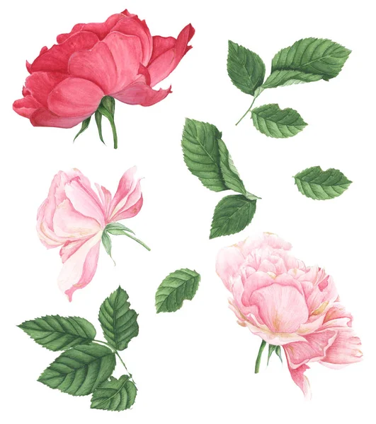 Tre Rosa Rosor Akvarell Målning Vit Bakgrund — Stockfoto