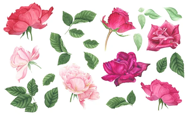 Conjunto Rosa Rosada Roja Hojas Verdes Pintura Acuarela Ilustración Botánica — Foto de Stock