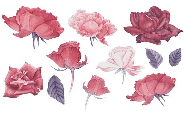 Vintage Sor Rózsaszín Piros Rózsa Zöld Levelek Akvarell Festészet Botanikai — Stock Fotó