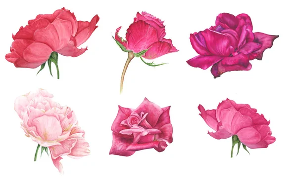 Állítsa Rózsaszín Piros Rózsa Akvarell Festészet Botanikai Illusztráció — Stock Fotó