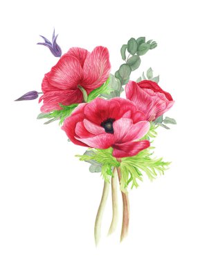 Buket blu ve pembe çiçek: anemon, clematis ve okaliptüs, suluboya resim dalları. Botanik illüstrasyon.