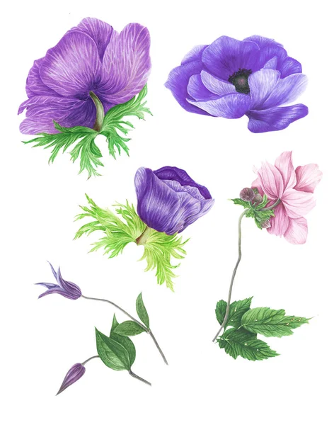 Conjunto Flores Azules Púrpuras Anémonas Clematis Iris Acuarela Ilustración Botánica — Foto de Stock