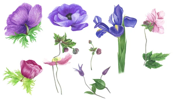 Conjunto Flores Blu Rosadas Anémonas Clematis Iris Acuarela Ilustración Botánica — Foto de Stock