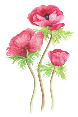 Buket pembe anemon, suluboya resim. Botanik illüstrasyon.