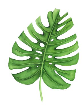 Monstera, suluboya resim tropikal yaprak. El illüstrasyon izole beyaz zemin üzerine boyalı. Gerçekçi botanik sanat.