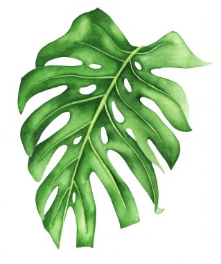 Monstera, suluboya resim tropikal yaprak. El illüstrasyon izole beyaz zemin üzerine boyalı. Gerçekçi botanik sanat.