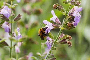 Mor çiçek maymundan makro fotoğraf