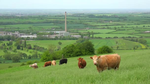 Vacas Pastam Uma Encosta Acima Campos Verdes Terraços Grã Bretanha — Vídeo de Stock