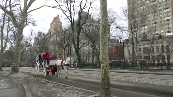 Carrozze Trainate Cavalli Attraversano Central Park New York — Video Stock