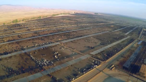 Aerial Vast Cattle Slaughterhouse Central California — Stock Video