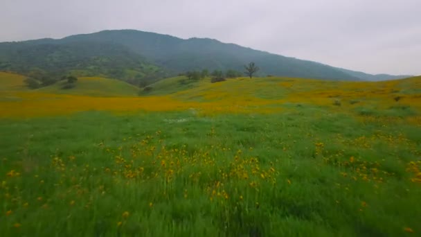 Kaliforniya Gelincikler Kır Çiçeklerinden Oluşan Geniş Tarlalar Üzerinde Alçak Bir — Stok video