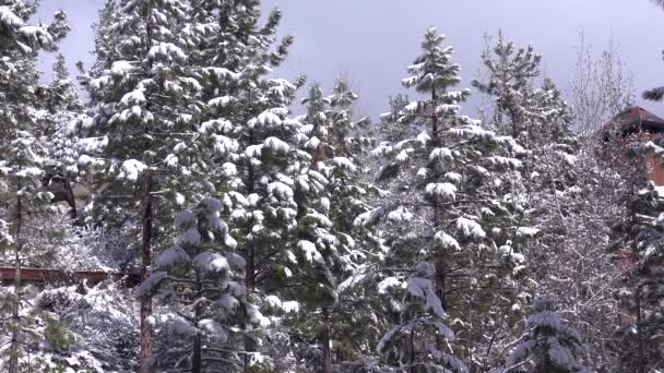 Πάγος Και Χιόνι Κρέμονται Πεύκα Ένα Ξέφωτο Δάσους Χειμώνα — Αρχείο Βίντεο
