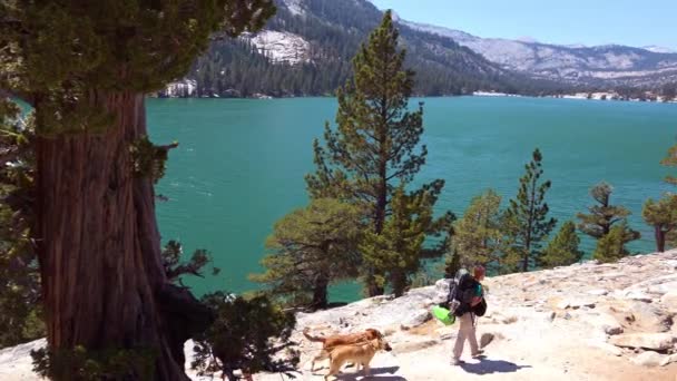 Μια Ομάδα Πεζοπόρων Και Σκύλων Περπατούν Στην Ερημιά Της Οροσειράς — Αρχείο Βίντεο
