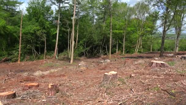 Poêle Travers Une Zone Déboisée Avec Souches Arbres Coupés — Video