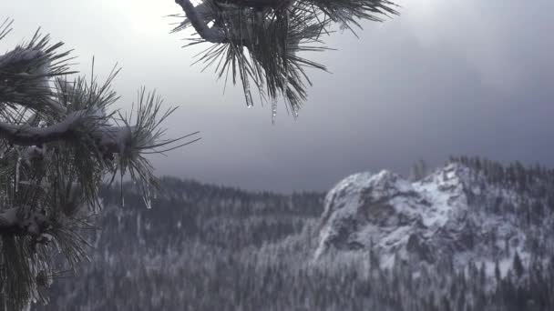 内华达高山上美丽的雪景前的松枝上挂着冰柱 — 图库视频影像