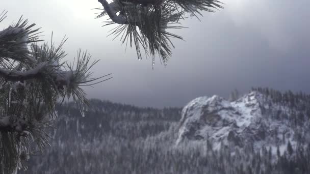 Icicles Cuelgan Una Rama Pino Frente Una Hermosa Escena Nieve — Vídeos de Stock