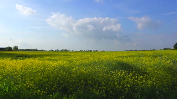 Pan Över Vackra Fält Blommor Landsbygden England — Stockvideo