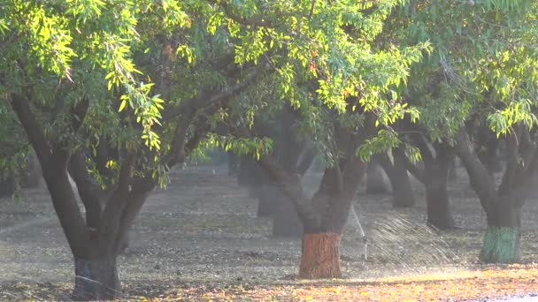 Mandulafákat Egy Kaliforniai Mezőn Öntözik Aszály Idején — Stock videók