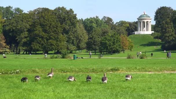 Divoké Husy Procházka Angličtina Park Mnichově Německo — Stock video