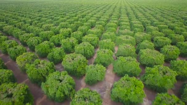 Vzduch Nad Zdánlivě Nekonečnými Řadami Plodin Střední Kalifornii — Stock video