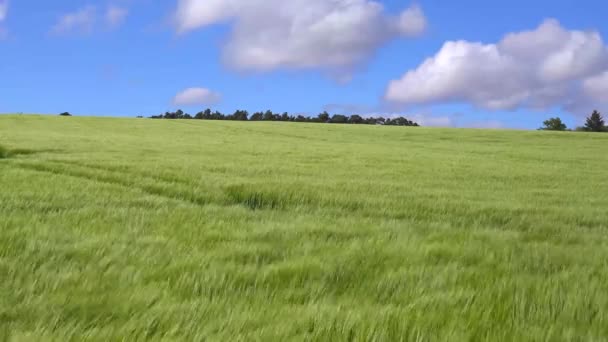 Wind Waait Prachtige Groene Velden Het Platteland — Stockvideo
