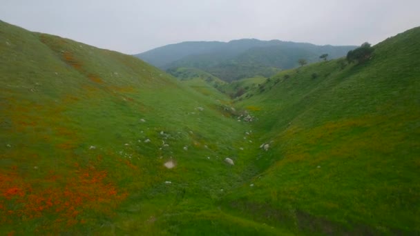 Nízká Anténa Nad Kaňonem Máku Divokých Květin Kalifornii — Stock video