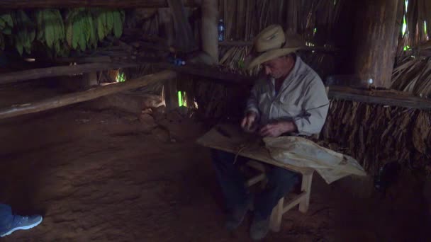 Granjero Arroja Cigarros Dentro Granero Tabaco Cuba Rural — Vídeo de stock