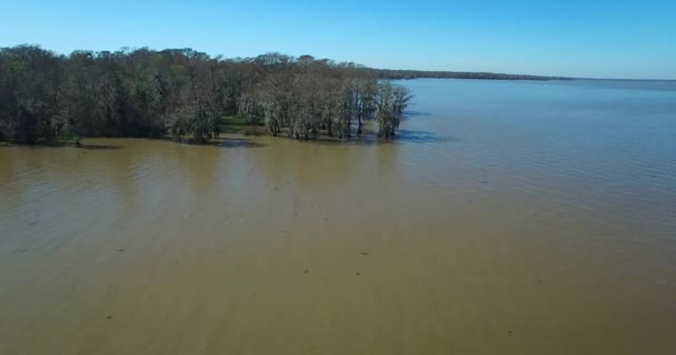 Aerial Stationary Shot Louisiana Bayou Mangrove Swamps — Stock Video