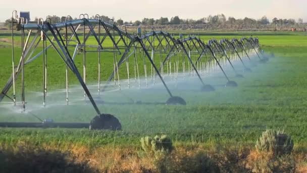 干ばつの間のカリフォルニアの農地に産業用スプリンクラーシステム — ストック動画