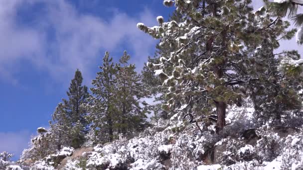 Och Snö Hänger Tallar Skogsglänta Vintern — Stockvideo