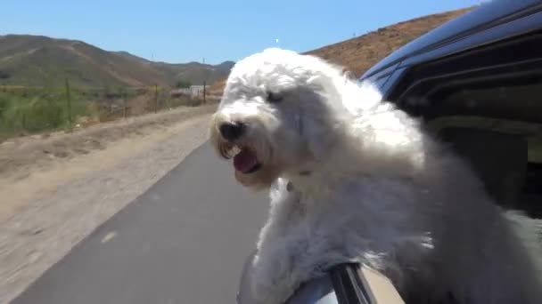 Bonito Branco Feliz Goldendoodle Passeios Cachorro Longo Janela Carro — Vídeo de Stock
