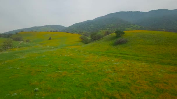 Avión Bajo Sobre Vastos Campos Amapolas Flores Silvestres California — Vídeos de Stock
