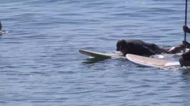 一名中年男子在南加州海滩上的一个冲浪板上挥挥手 — 图库视频影像