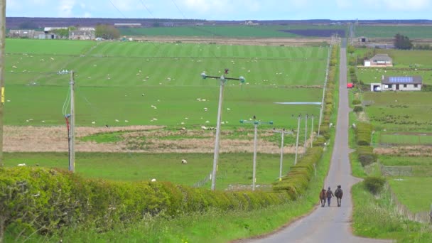 Een Vrouw Leidt Paarden Een Landweg Noord Schotland — Stockvideo