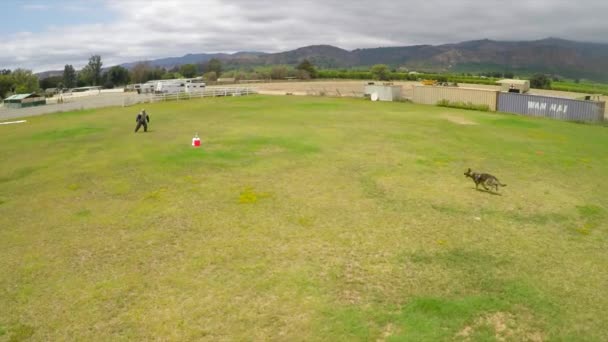 訓練中のK9犬の上の空中ビュー攻撃トレーナー — ストック動画