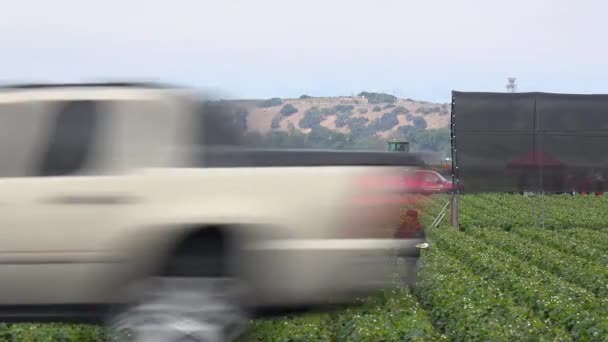 メキシコのイチゴピッカーはカリフォルニアの畑で働いています — ストック動画