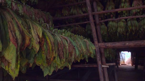 キューバのタバコの納屋の内部乾燥した葉 — ストック動画