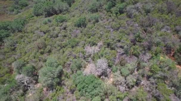 Krásný Letecký Záběr Přes Vrcholy Pohoří Santa Ynez Santa Barbary — Stock video