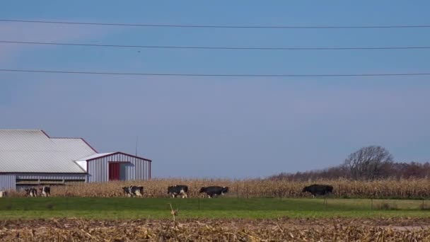 Panning Πυροβόλησε Ένα Αγρόκτημα Γαλακτοπαραγωγής Του Ουισκόνσιν Όπως Αγελάδες Εισέρχονται — Αρχείο Βίντεο