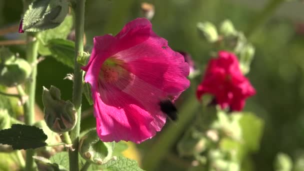 Шмель Опыляет Большой Розовый Цветок Саду — стоковое видео