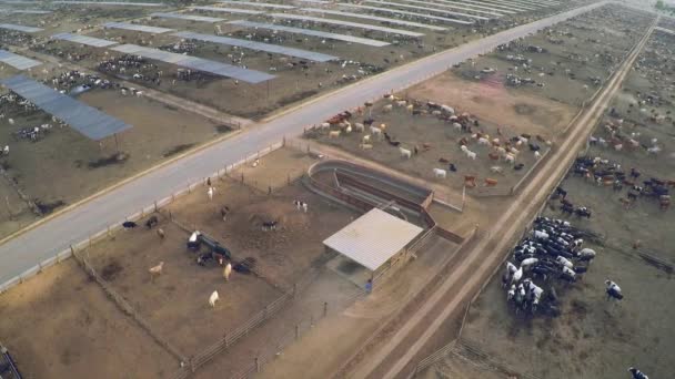 Aérien Dessus Des Enclos Dans Ranch Bétail Abattoir Californie Centrale — Video