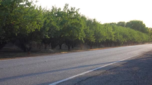 Amandelbomen Worden Gedrenkt Een Californisch Veld Tijdens Een Periode Van — Stockvideo