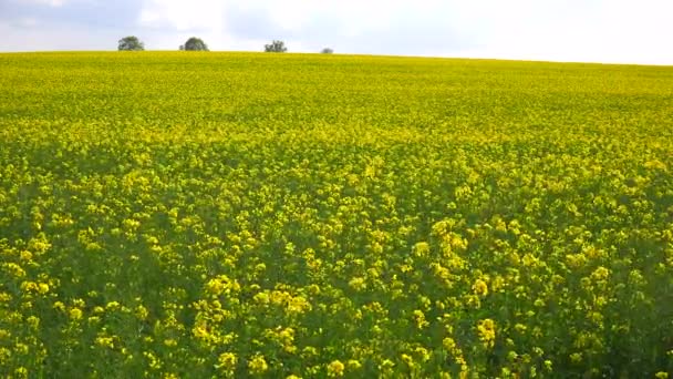 Schöne Blumenfelder Der Ländlichen Landschaft Englands — Stockvideo