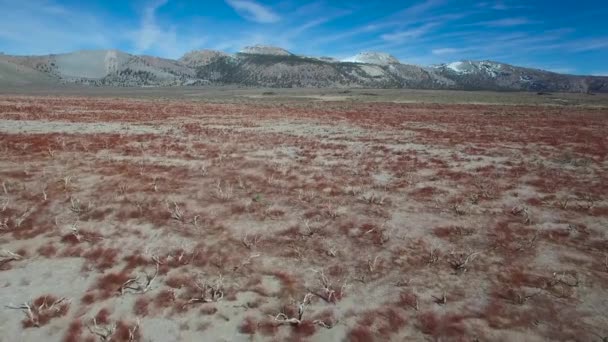 Bella Ripresa Aerea Sopra Sagebrush Rosso Rivela Coni Vulcano Mono — Video Stock