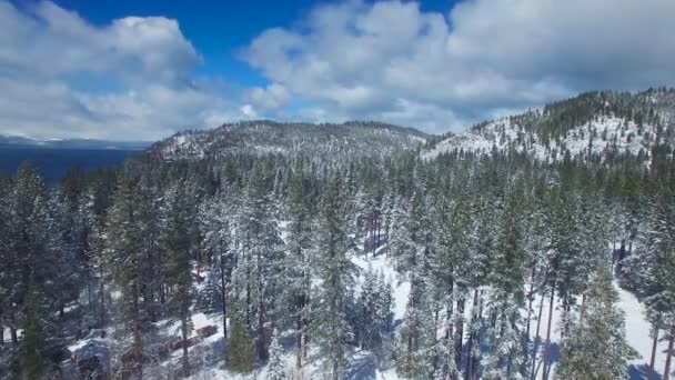 Krásný Vzduch Nad Borovicemi Zimě Odhaluje Zasněžený Břeh Jezera Tahoe — Stock video