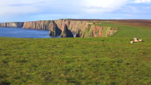 羊沿着美丽的苏格兰北部海岸线坐着 — 图库视频影像