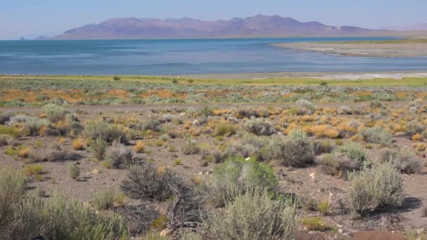 Colpo Stabilimento Del Lago Della Piramide Nevada — Video Stock