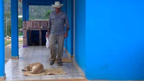 Granjero Cubano Está Frente Una Granja Una Granja Tabaco Vinales — Vídeo de stock